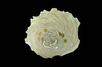 藏品(陽傘螺)的圖片